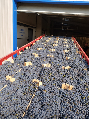 oil-1 chatgptimagefeb26202607 24 22pm