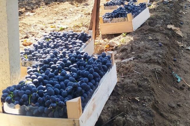 photo 2026 02 26 19 20 08 (6)g land scape